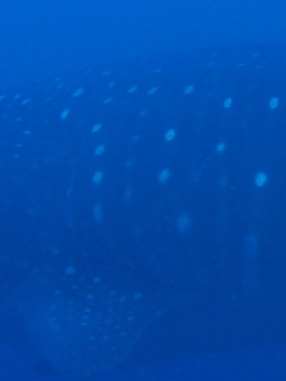 d713970f-f66e-4dda-890f-f4d784ef5d90