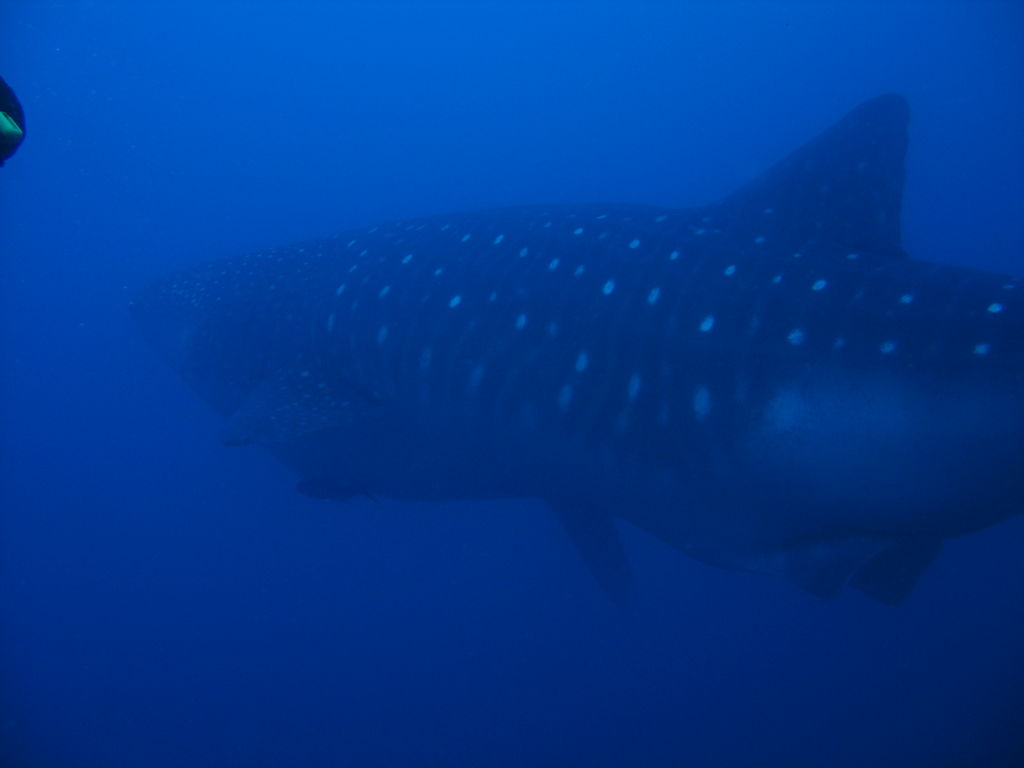 d713970f-f66e-4dda-890f-f4d784ef5d90