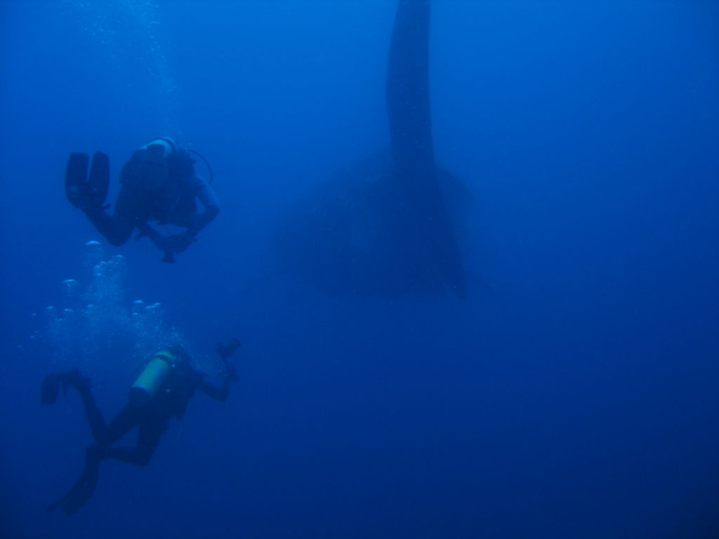 d713970f-f66e-4dda-890f-f4d784ef5d90