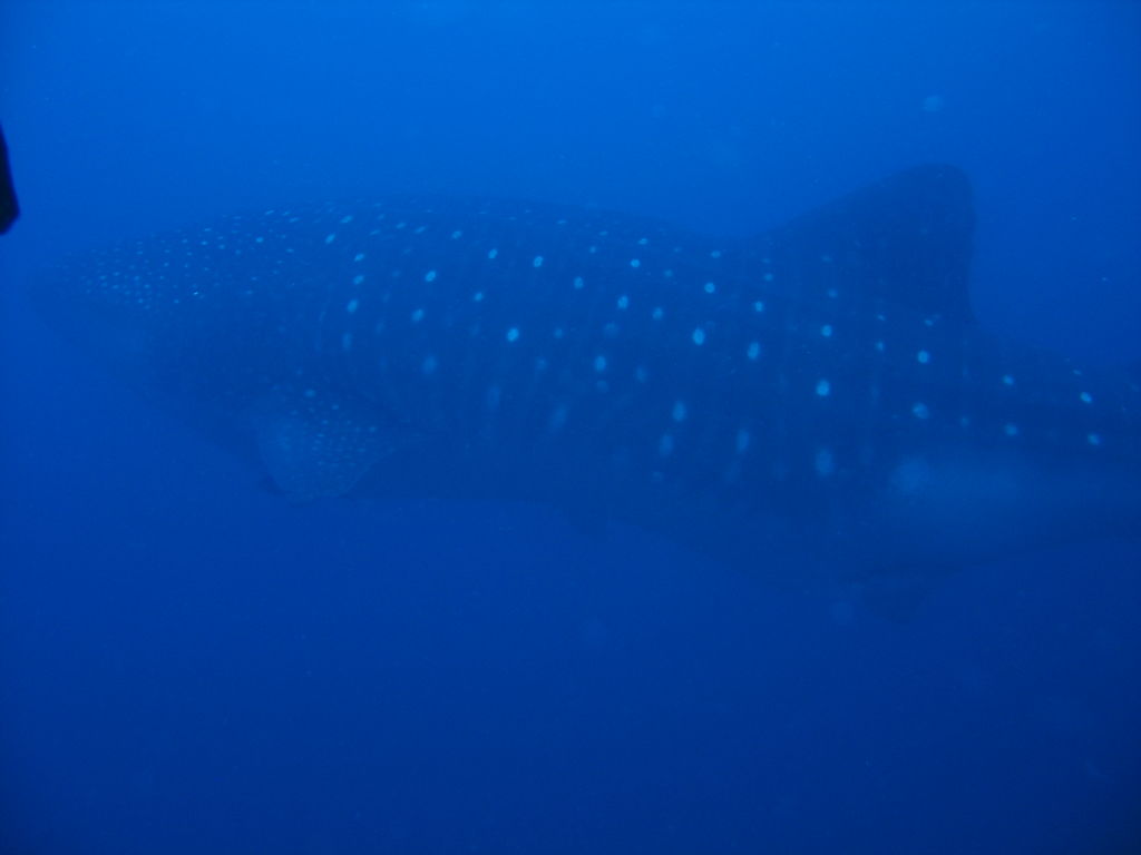 d713970f-f66e-4dda-890f-f4d784ef5d90