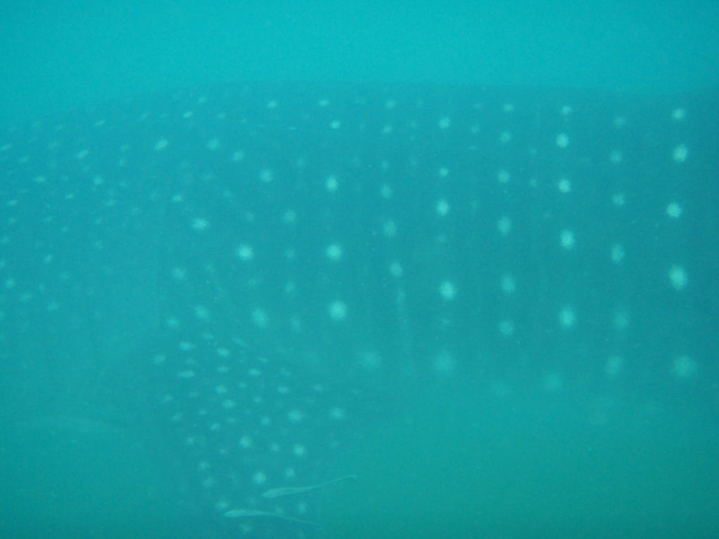 d684f2f0-8687-4937-8681-734a766d4447