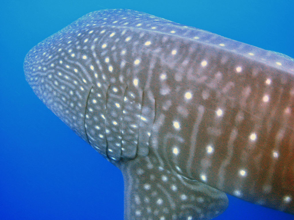 e31a4338-5fe8-4a64-89c2-318f8119f011