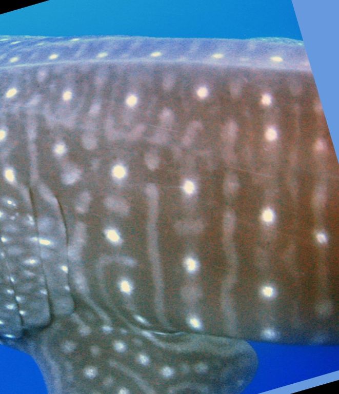 e31a4338-5fe8-4a64-89c2-318f8119f011