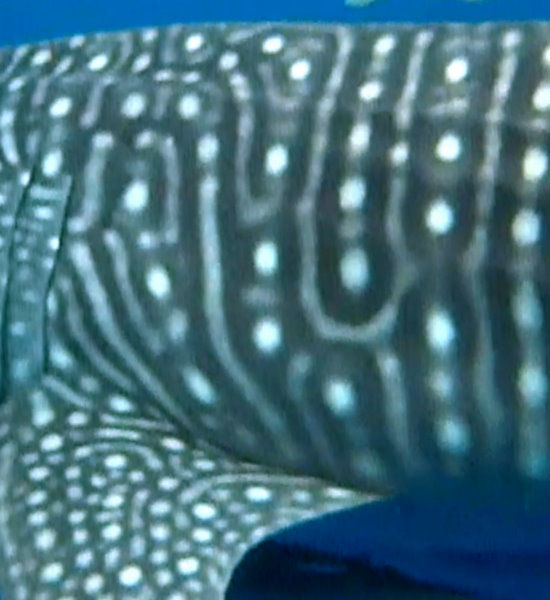 72bae134-7082-4848-80d3-28e3eb2c8880