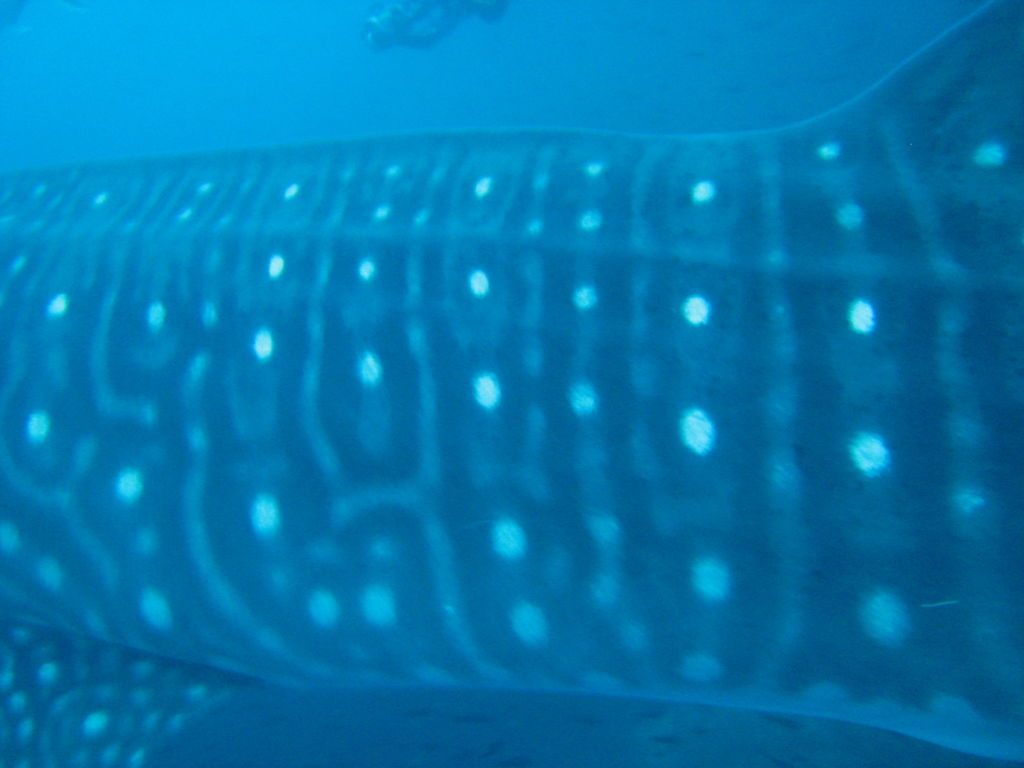 06409c06-b8fc-4988-8af3-14207e248046