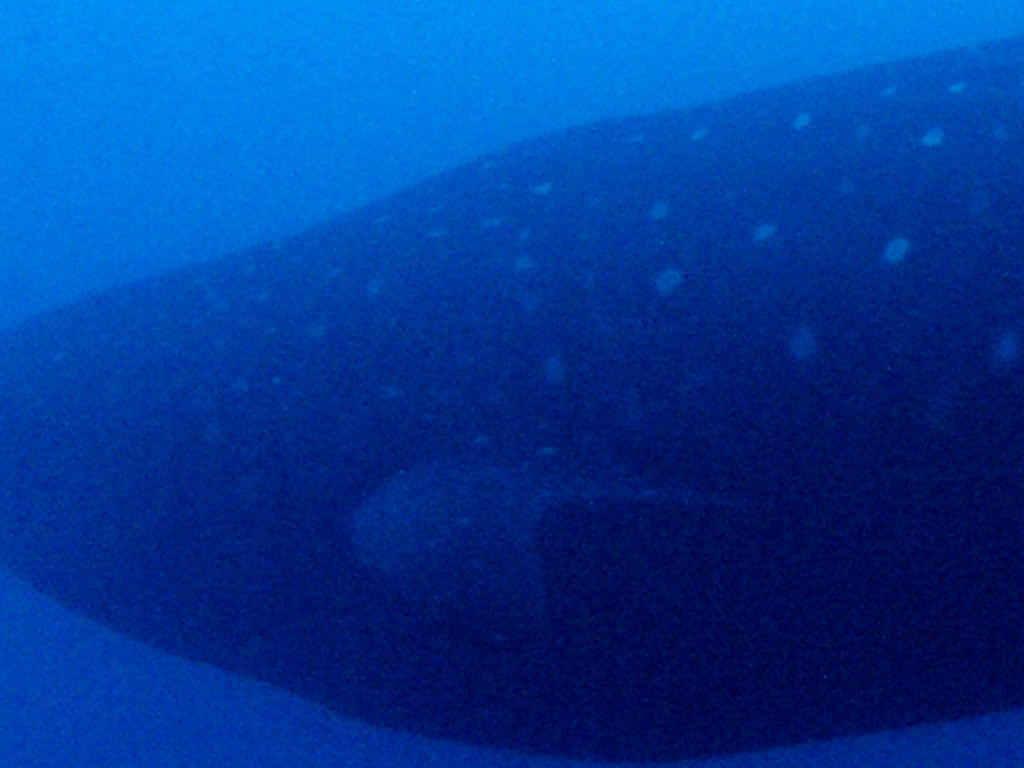 4ed2cf07-d2aa-485d-aa54-1f6938c00620