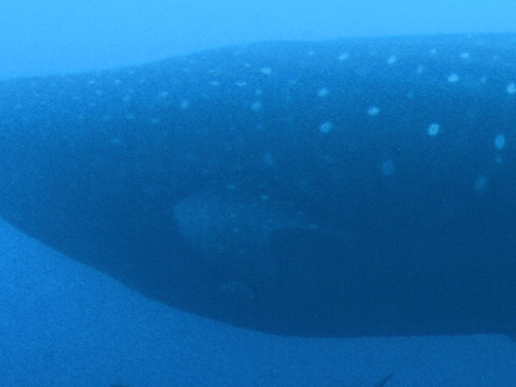 4ed2cf07-d2aa-485d-aa54-1f6938c00620