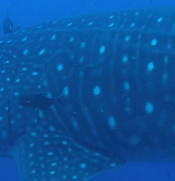 2fee085c-78d2-4d1d-a6f5-b8059dd2f3c9