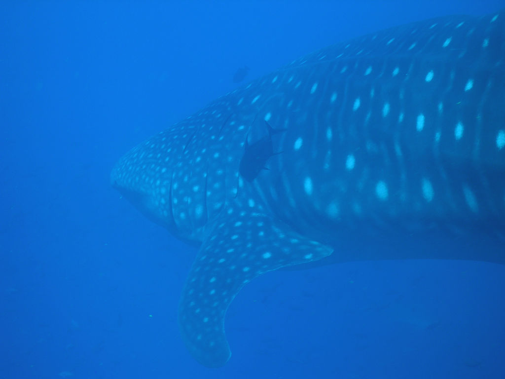 2fee085c-78d2-4d1d-a6f5-b8059dd2f3c9