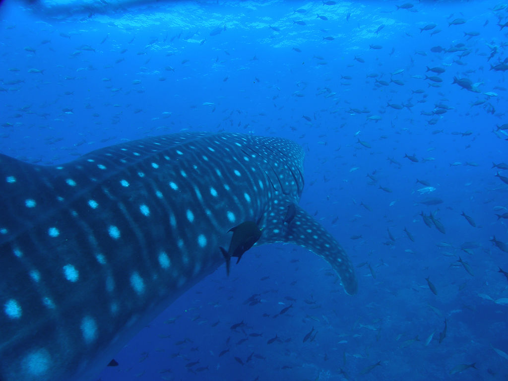 2fee085c-78d2-4d1d-a6f5-b8059dd2f3c9