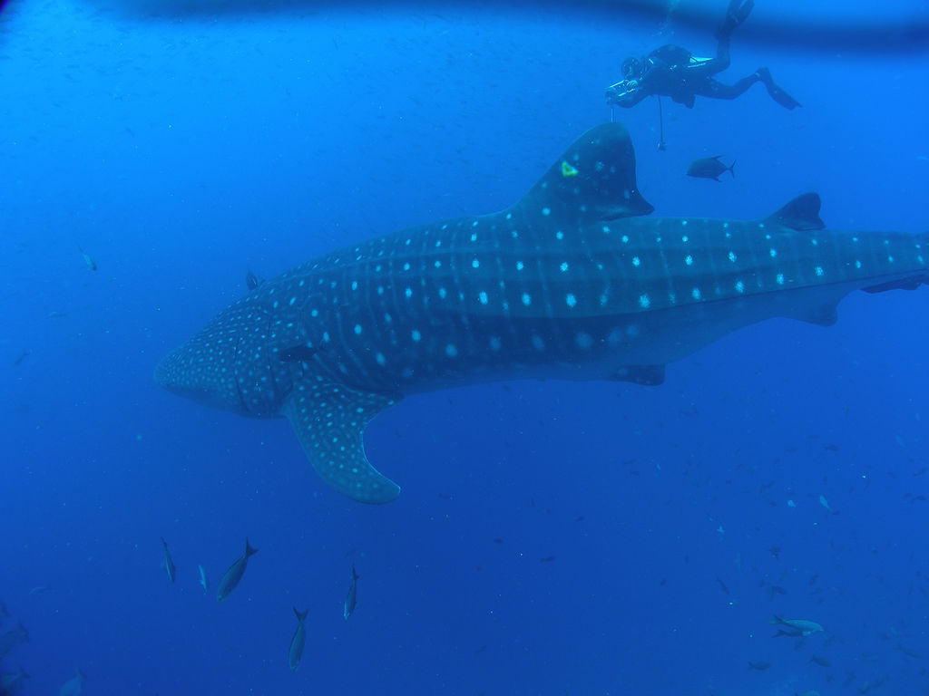 2fee085c-78d2-4d1d-a6f5-b8059dd2f3c9