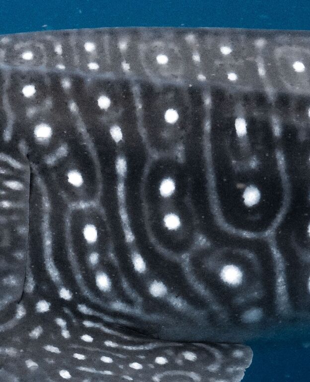 4ba89fcf-38d7-4642-a077-27f51f177dbb