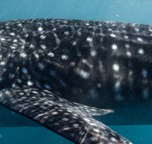 2c9fef08-4e94-43c4-b615-11e0ed0114a1