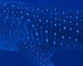 0743eb86-2044-4171-a193-171cfd896485