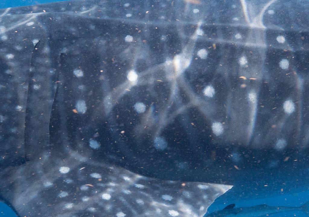 a13076b3-fbc0-434b-b124-f2fbf5338a46