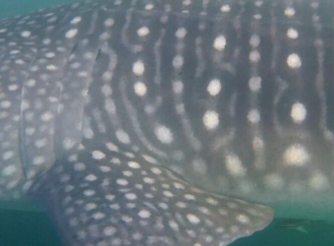 cc238dec-deea-45bb-b919-ed18ca6ee0e0