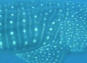 91a49f2d-221d-47ad-b13d-f7504ff57f24