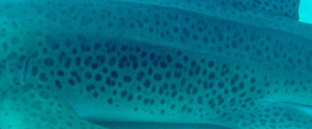 e0cb2ec2-7bf0-44f5-9677-3b221aa8384e