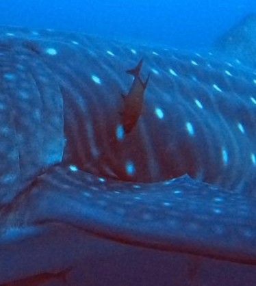 8fbbb3d1-b3c7-4afb-8f90-07d791c3624c