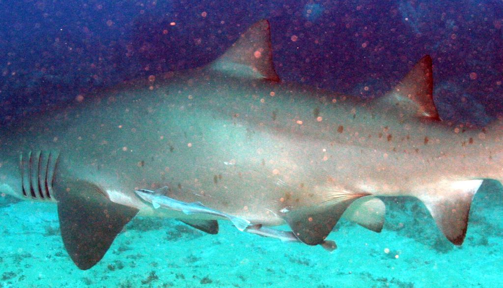 1fe04f19-e7f3-482d-9f26-9d744053e041