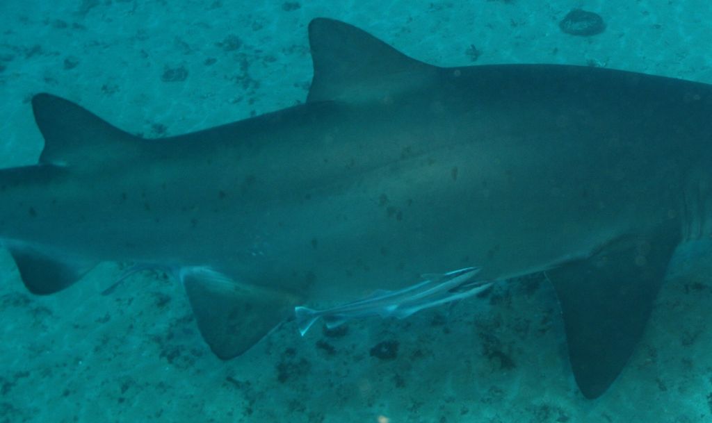 1fe04f19-e7f3-482d-9f26-9d744053e041