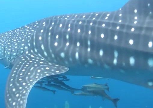 101f7047-dfc6-4f76-b237-c01a7a9e32fb