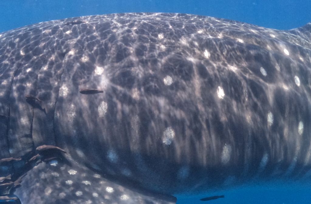 19434eb0-4ecc-49ad-9be6-8d8e952a74ef