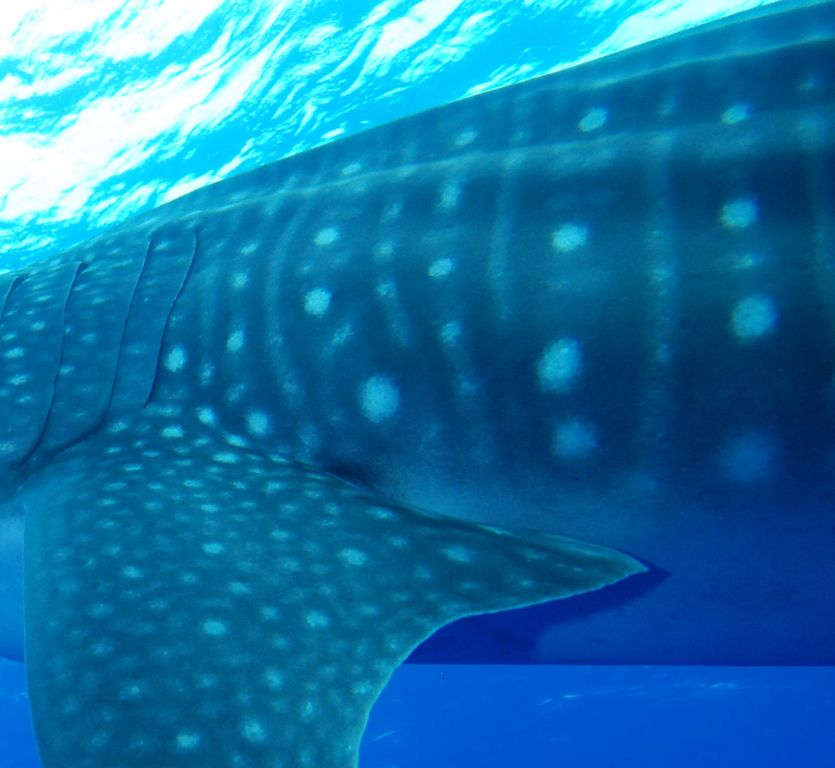 57293857-2411-44e9-8f8b-72fdb394224a