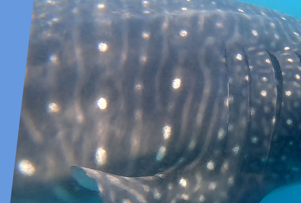 e1ff6ce6-4228-4e60-828f-3982fa7f66e8