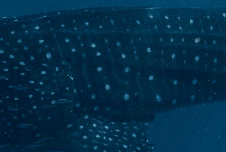 2d3dc21f-02e3-4ace-97c8-b5544e011d0c