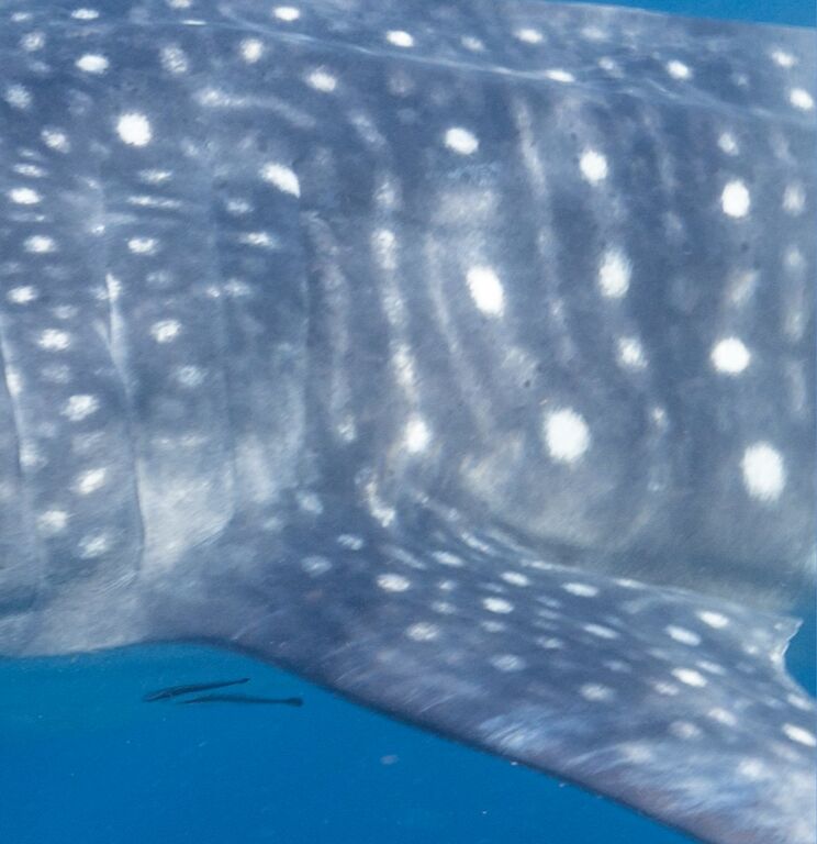 e0d6ed5a-3aa2-492f-9e2e-775b97e12589