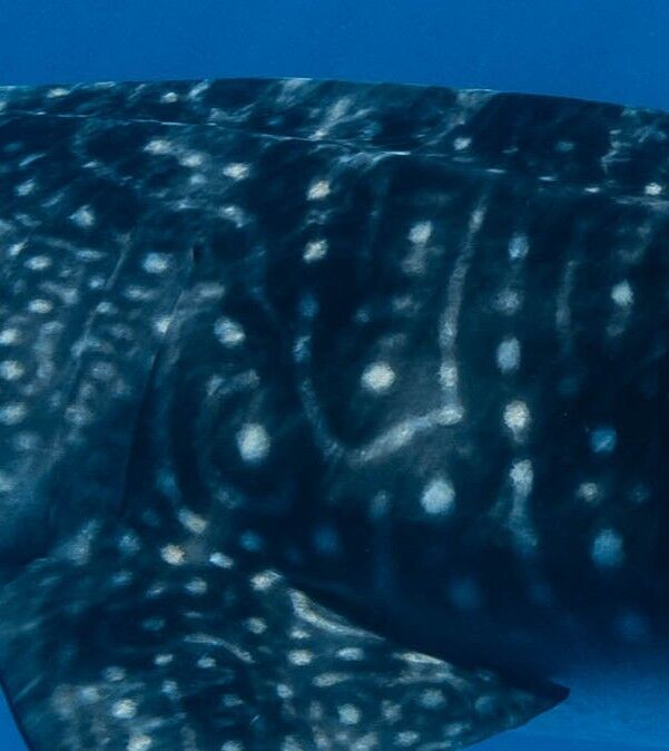 0d44e2f9-aba8-4bba-b50d-c39597431073