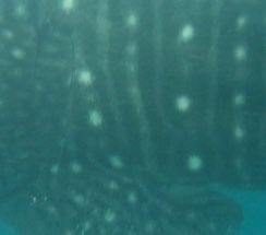 ea71b899-9095-4d98-8bdb-956955f824e2