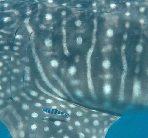 1aa9d1e1-f203-40c5-99c8-163bfb14b44f