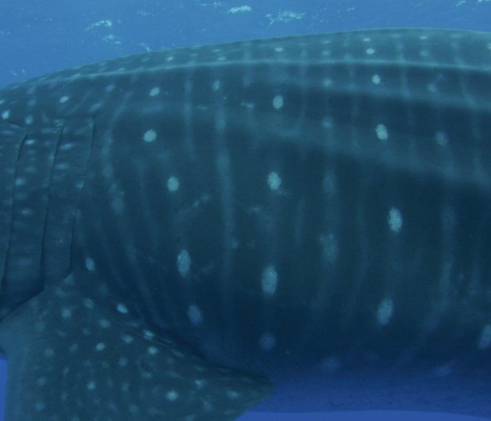 a77e9ab4-eddd-4a97-961f-2d6875501b24