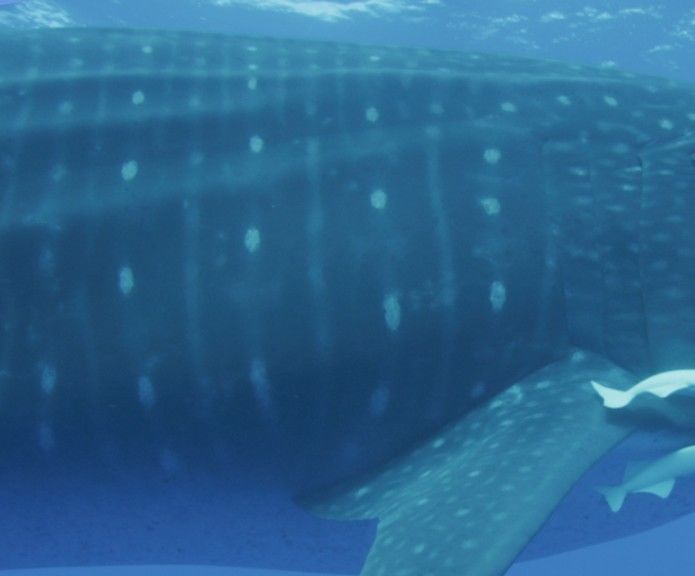 a77e9ab4-eddd-4a97-961f-2d6875501b24