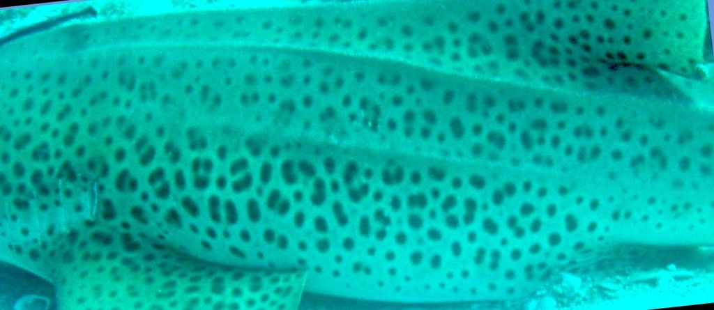 8e59f0a2-dd88-4074-a53e-eb8a7f05e2a9