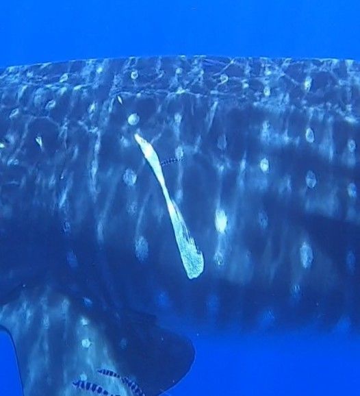 baf1d5db-b2a0-482c-adf3-4347c813443b