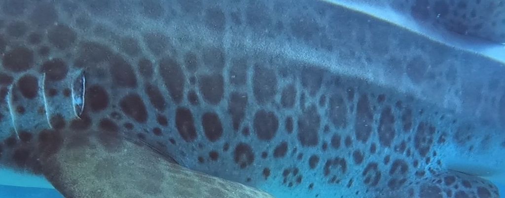 5fb40203-24b5-44fc-9d21-a3b89d6b4686