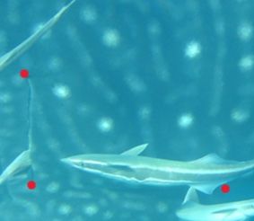 9cb91797-2299-48d7-8637-18918ecdcc61