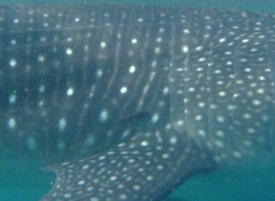 8f6826e9-caeb-4d63-89ba-0c1b29492a76