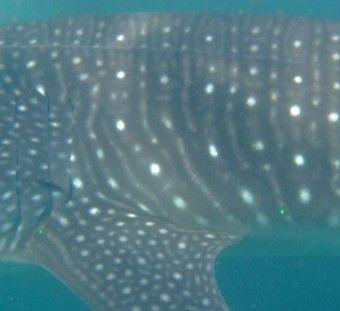 8f6826e9-caeb-4d63-89ba-0c1b29492a76