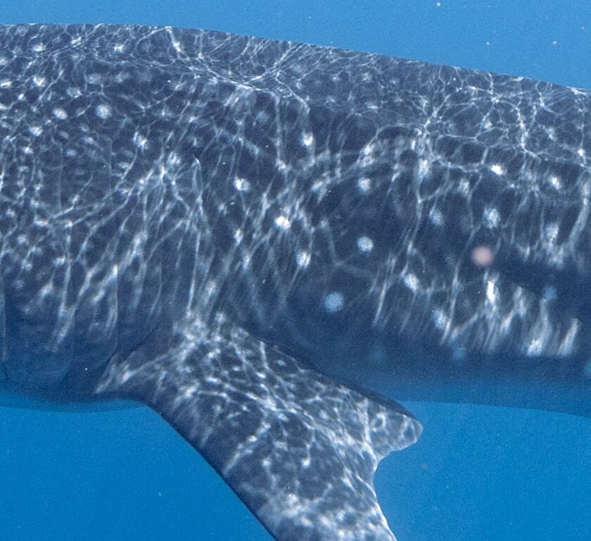 a6de4866-2477-4ead-918d-9e1802070ec7