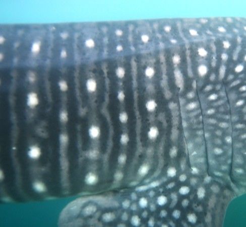 f5ae2559-da73-4ada-a479-70be4370b06e