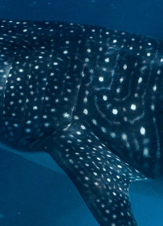 1e9a60c6-82fc-490e-967a-5a161a9d1674