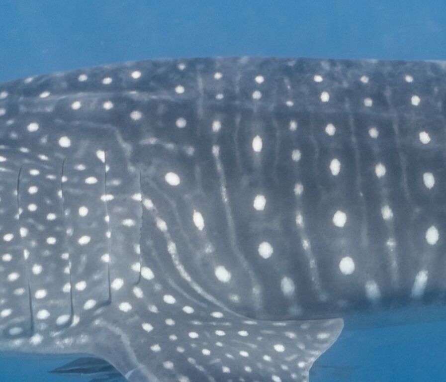 9663b01e-8ab0-4378-a971-abc3237f07cd