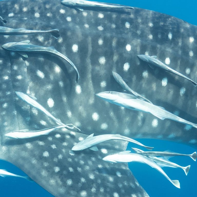 19264ea4-050a-441f-82b4-a673f572aa12