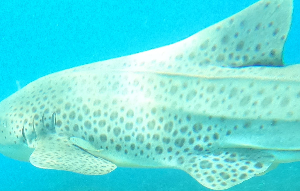 a8a27b58-d8a5-45bd-b2a0-c9a9b0756f02