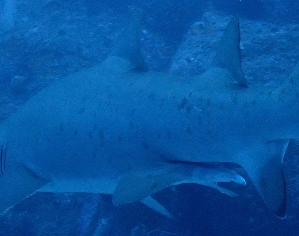 31bdcfaf-efd1-41fc-8b77-f6785debc9f7