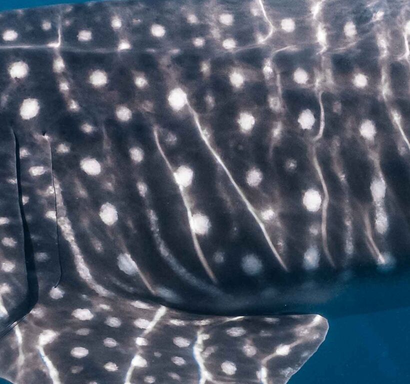 3ebf3c4c-a050-4ab1-a56d-72ff6779fa66